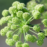 Angelica