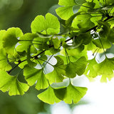 Ginkgo biloba