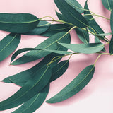 Eucalyptus