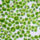 Chlorella pyrenoidosa