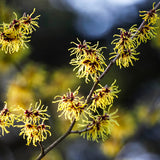 50% Witch Hazel