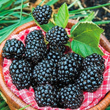 Blackberry
