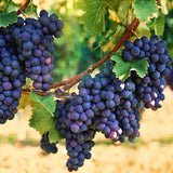 Grapes